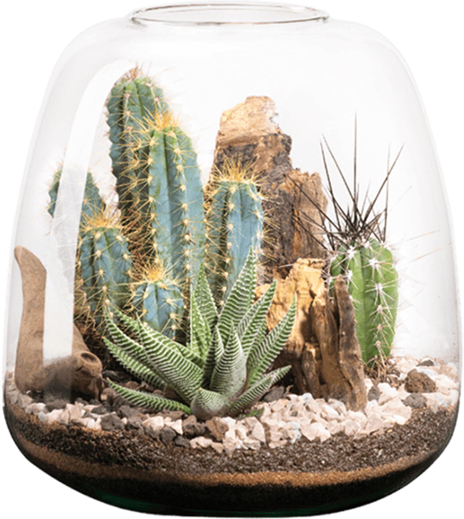 Naturalys Terrario Moly l Cactus. Verde