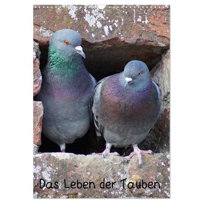 Das Leben der Tauben (Wandkalender 2027 DIN A3 hoch), CALVENDO Monatskalender