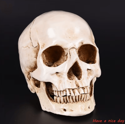 Uplift Curations Life Size Human Skull Resin Replica Realistic Anatomical Decor & Halloween Prop Life Size Human Skull Resin Replica Realistic Anatomical Decor & Halloween Prop