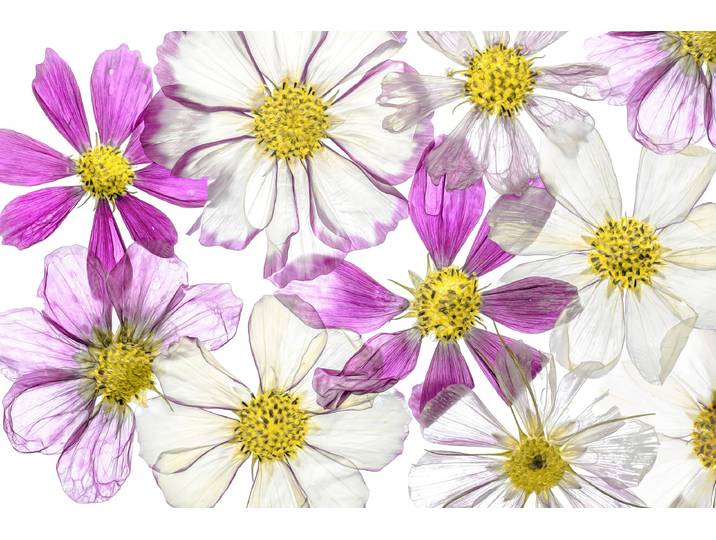 Fototapete PAPERMOON Photo-Art MANDY DISHER, SOMMER HALTEN , bunt, B:5m L:2,8m, Vlies, Tapeten, Fototapete