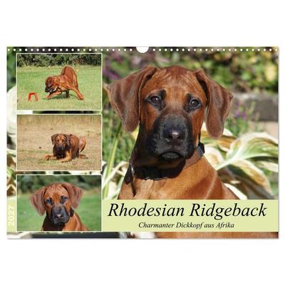 Rhodesian Ridgeback - Charmanter Dickkopf aus Afrika (Wandkalender 2027 DIN A3 quer), CALVENDO Monatskalender