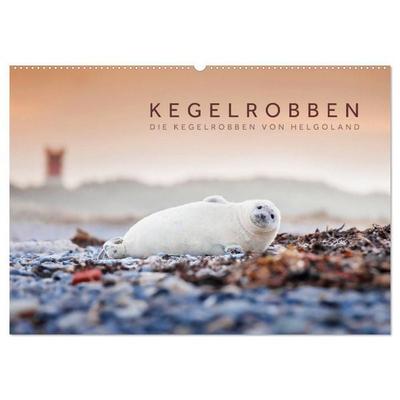 Kegelrobben - Die Kegelrobben von Helgoland (Wandkalender 2026 DIN A2 quer), CALVENDO Monatskalender