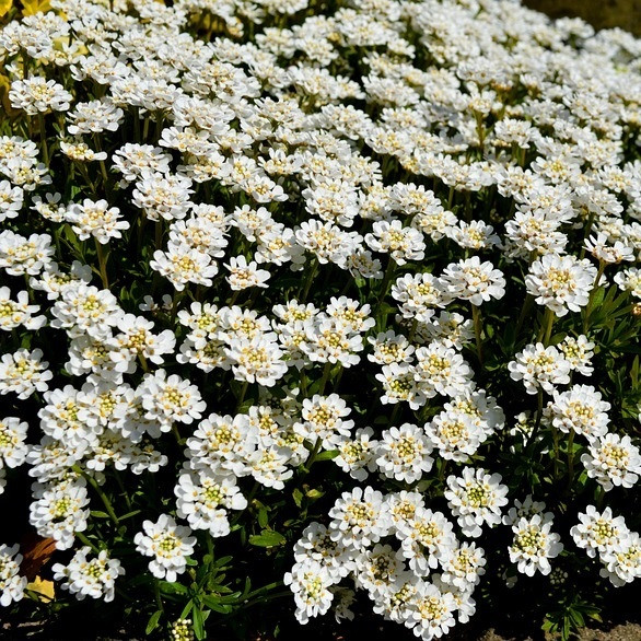 6 x Iberis sempervirens Fischbeck Slijpflaankbloem in pot 9x9 cm van Arborix
