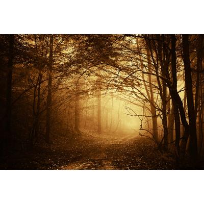 Fototapete PAPERMOON "Dunkler Wald", bunt, B:5m L:2,8m, Vlies, Tapeten