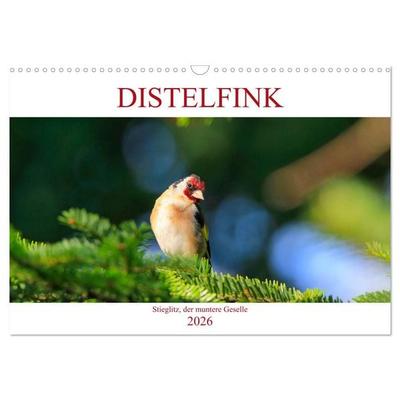 Distelfink (Wandkalender 2026 DIN A3 quer), CALVENDO Monatskalender