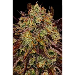 Paradise Seeds Tangerine Sorbet 3 Samen - 3