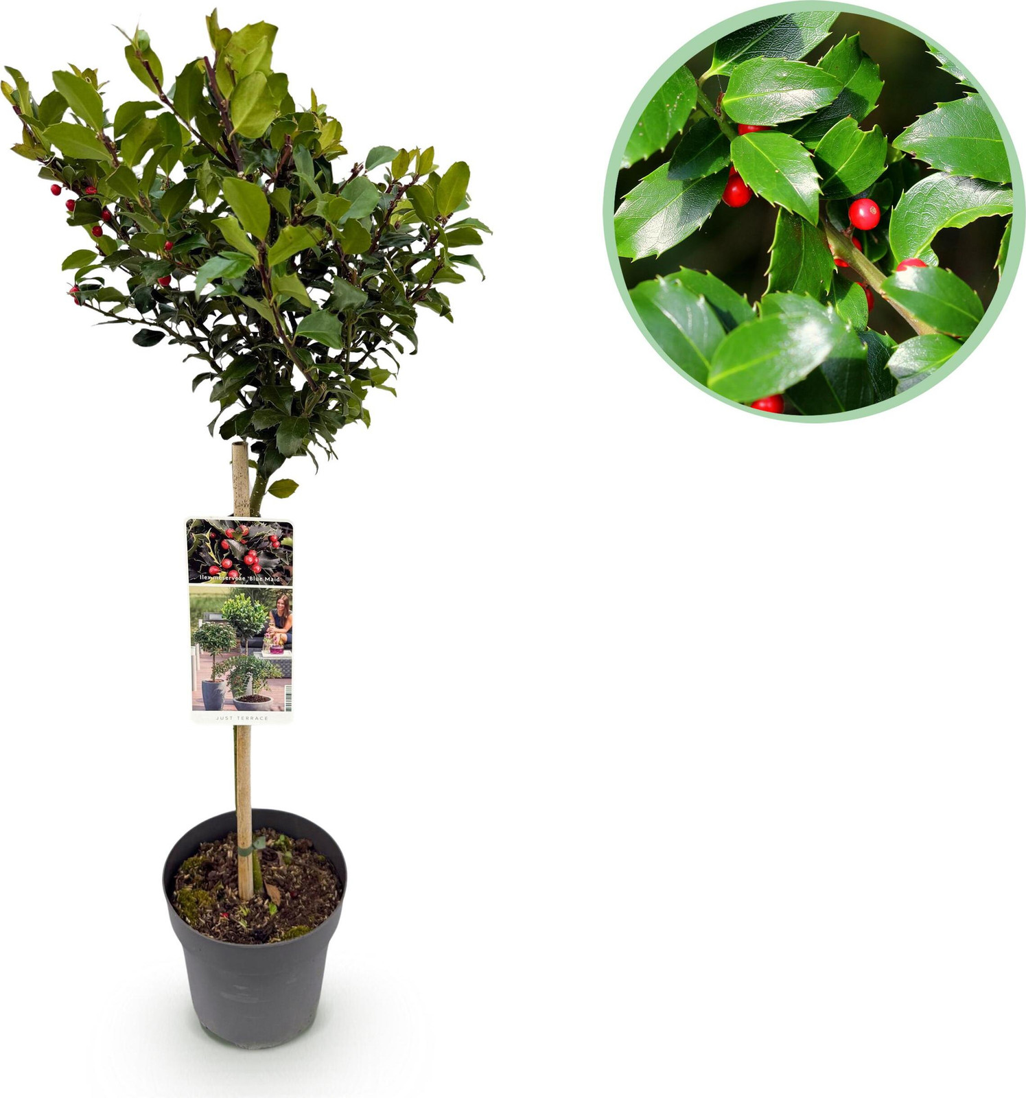 Ilex meserveae Blue Maid Terrasplant - Bladhoudend - Winterhard - Rode Bes - 80-90 cm - Ø 19 cm - Pflanzenboutique