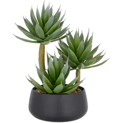 Agave Grün/Hellbraun