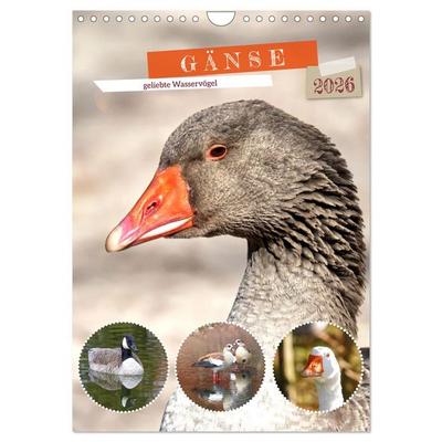 Gänse, geliebte Wasservögel (Wandkalender 2026 DIN A4 hoch), CALVENDO Monatskalender