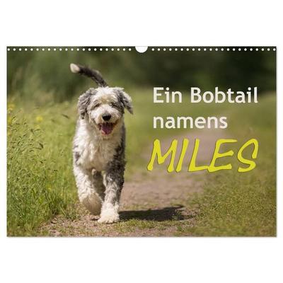 Ein Bobtail namens Miles (Wandkalender 2027 DIN A3 quer), CALVENDO Monatskalender