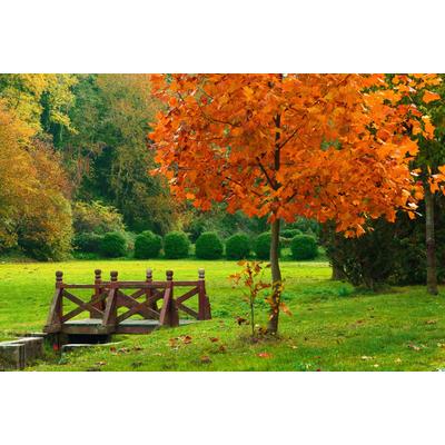 Fototapete PAPERMOON "Kleine Brücke in Garten", bunt, B:4m L:2,6m, Vlies, Tapeten