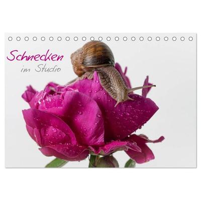 Schnecken im Studio (Tischkalender 2027 DIN A5 quer), CALVENDO Monatskalender