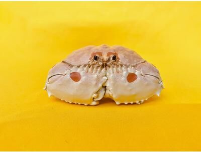 Uplift Picks Real Crab Specimen Display Taxidermy Marine Collectible Home Decor 22