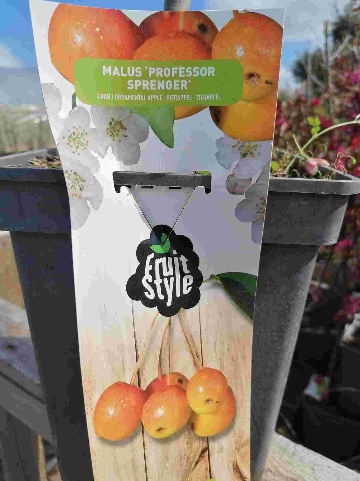 Zierappel Professor Sprenger 100-120 cm - Malus - Appelboom
