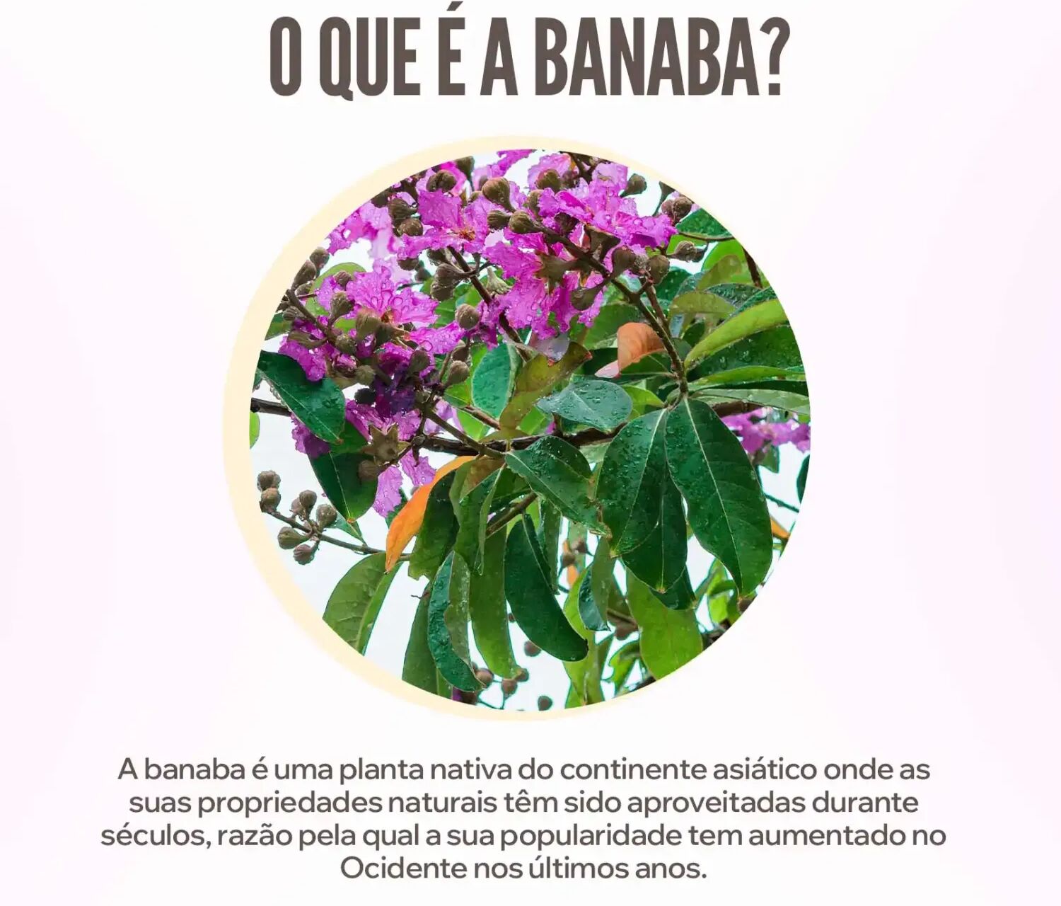HSN Extrato de banaba (10:1) 500mg - 120 veg caps - Diabéticos - Cápsulas Vegetales - 120 Serviços