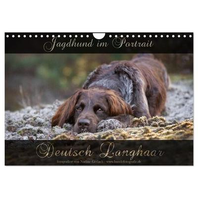 Jagdhund im Portrait - Deutsch Langhaar (Wandkalender 2027 DIN A4 quer), CALVENDO Monatskalender