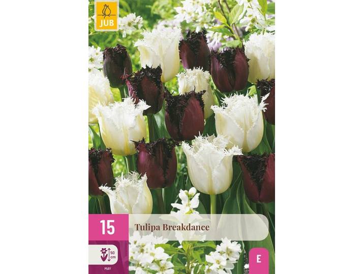 Tulpen breakdance mix 15 bollen