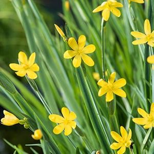 Moerings Sisyrinchium Californicum in 9cm pot