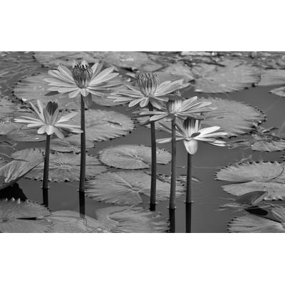 Fototapete PAPERMOON "Seerosen, Teich, Blüten, Blätter Schwarz & Weiß", schwarz (schwarz, weiß), B:2,5m L:1,86m, Vlies, Tapeten