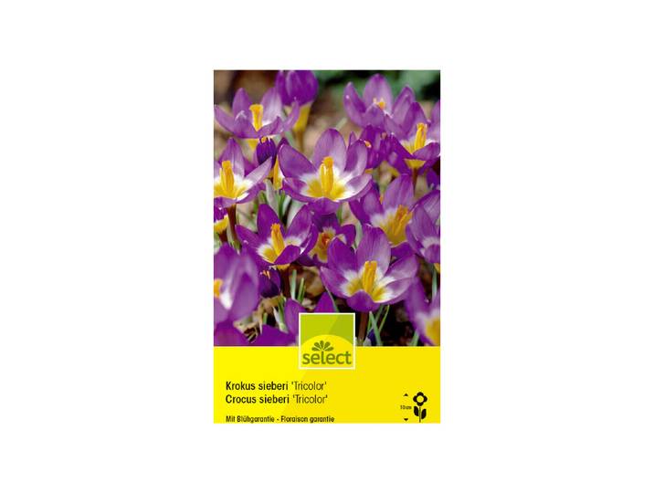 Select Blumenzwiebel Crocus sieberi Tricolor ''