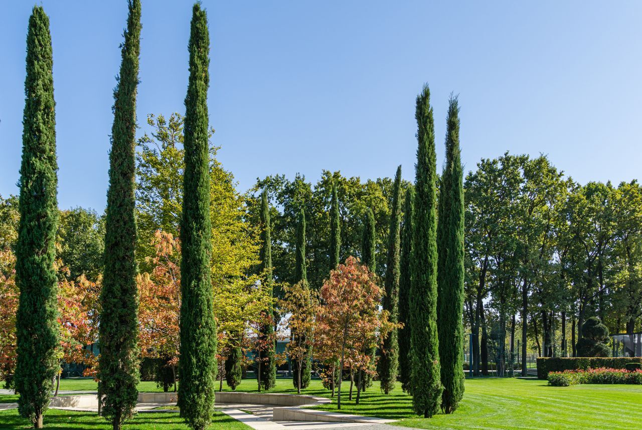 Pflanzen Mittelmeerzypresse Pyramide Cupressus Sempervirens H ca. 160 cm 20 cm Topf