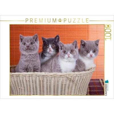 CALVENDO Puzzle Ein Motiv aus dem Kalender Katzenkinder Britisch Kurzhaar | 1000 Teile Lege-Größe 64x48cm Foto-Puzzle für glückliche Stunden