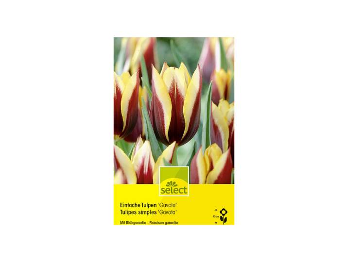 Select Blumenzwiebel Einfache Tulpen Gavota ''