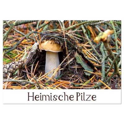 Heimische Pilze (Wandkalender 2027 DIN A2 quer), CALVENDO Monatskalender