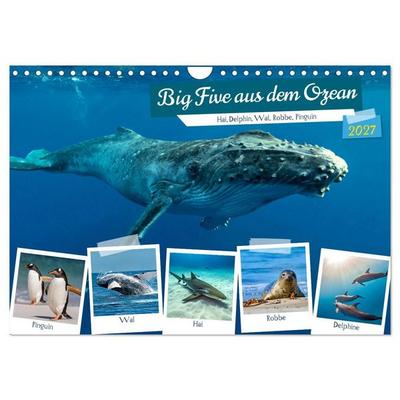 Big Five aus dem Ozean Hai, Delphin, Wal, Robbe, Pinguin (Wandkalender 2027 DIN A4 quer), CALVENDO Monatskalender