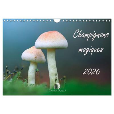 Champignons magiques (Calendrier mural 2026 DIN A4 vertical), CALVENDO calendrier mensuel