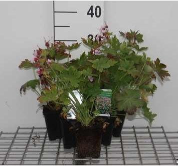 6 x Geranium macrorrhizum Ingwersen's Variety Storchensbek in pot van 9 x 9 cm