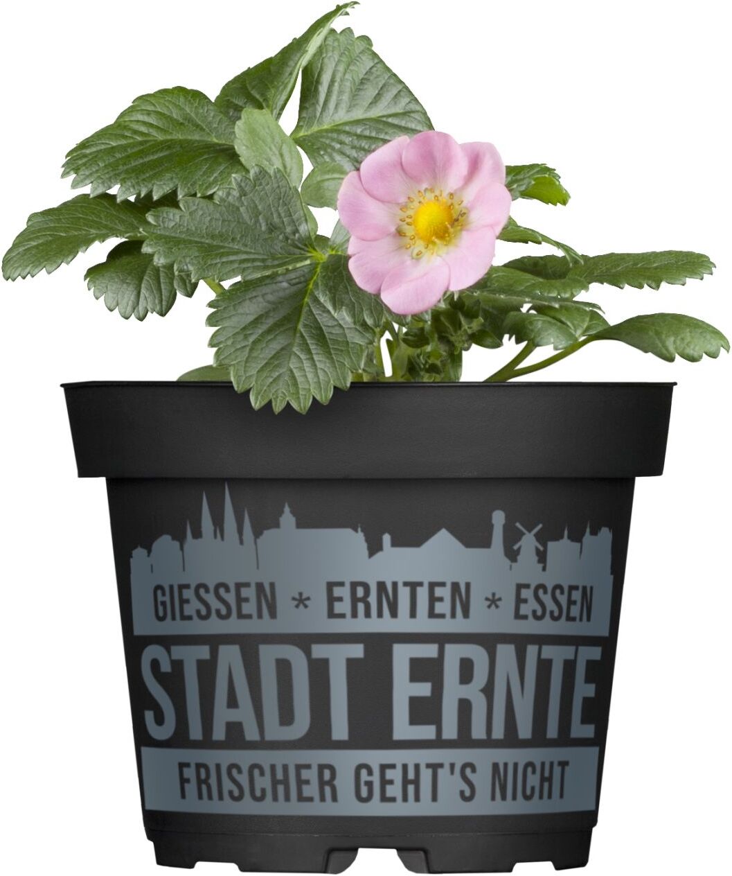 Pflanzen Erdbeere Pink Wonder Stadt Ernte H ca 20 cm 17 cm Topf