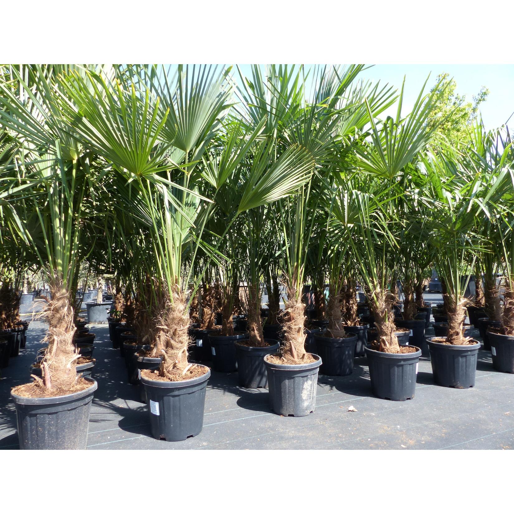 XXL Palme winterhart 180 - 190 cm Trachycarpus fortunei, Hanfpalme, Top-Qualität
