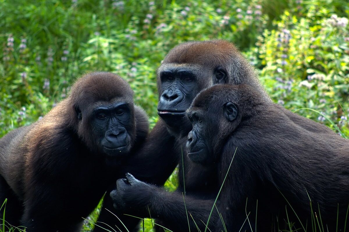 Fototapete PAPERMOON "Gorilla-Treffen", bunt, B:4m L:2,6m, Vlies, Tapeten, Fototapete bunt B/L: 4m x 2,6m, Rollen: 1