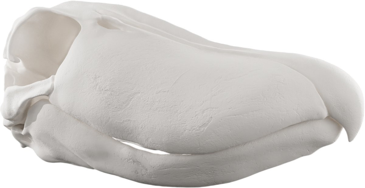Schoenbekooievaar Schedel Wit - 29 cm Anatomisch Model Decoratie Replica