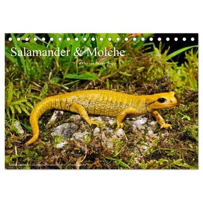 Salamander und Molche (Tischkalender 2027 DIN A5 quer), CALVENDO Monatskalender