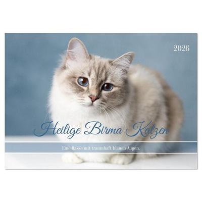 Heilige Birma Katzen - Eine Rasse mit traumhaft blauen Augen. (Wandkalender 2026 DIN A2 quer), CALVENDO Monatskalender