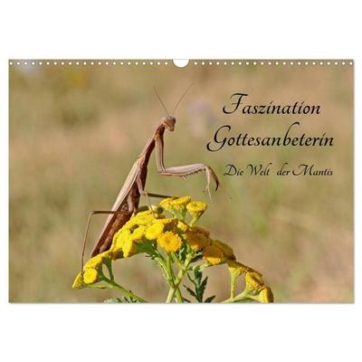 Faszination Gottesanbeterin - Die Welt der Mantis (Wandkalender 2027 DIN A3 quer), CALVENDO Monatskalender