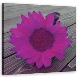 WANDBILD rosa sonnenblume