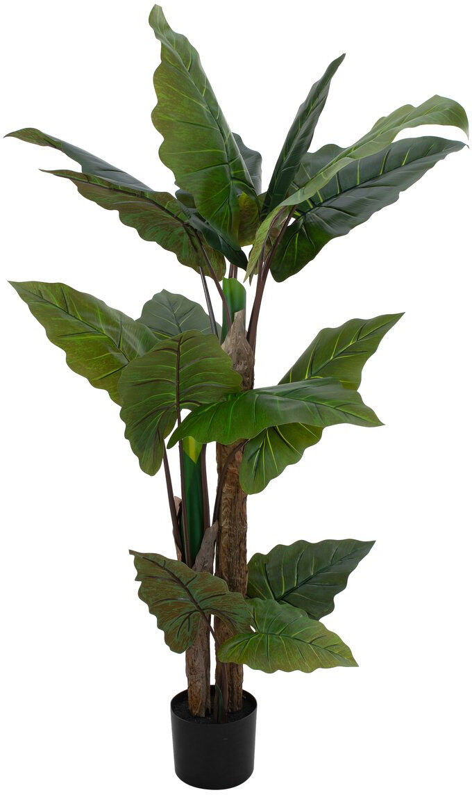 Europalms Pfeilblatt - Alocasia, Kunstpflanze, 140cm