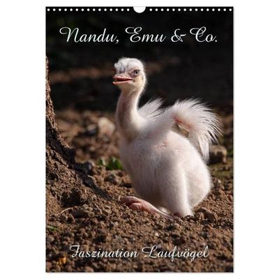 Nandu, Emu & Co. (Wandkalender 2027 DIN A3 hoch), CALVENDO Monatskalender