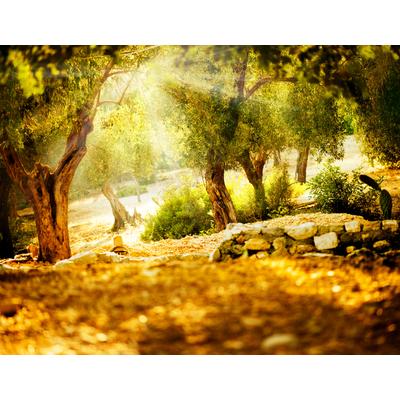Fototapete PAPERMOON "Olive Trees", bunt, B:3m L:2,23m, Vlies, Tapeten