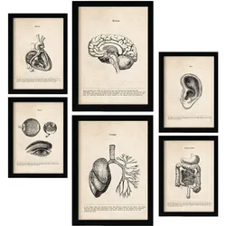 POSTER Set Mit 6 Organe Medizinische Illustrationen Im Vintage Stil Von Anatomie, Körperteilen, Knochen Und Muskeln A3 & A4 Schwarzer Rahmen