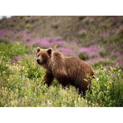 CALVENDO Puzzle Grizzlybär | 2000 Teile Lege-Größe 90x67cm Foto-Puzzle für glückliche Stunden