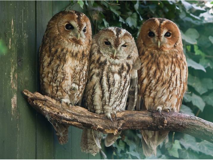 Fototapete PAPERMOON Tawny Owls , bunt, B:2m L:1,49m, Vlies, Tapeten, Fototapete