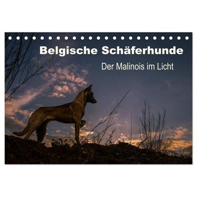 Belgische Schäferhunde - Der Malinois im Licht (Tischkalender 2027 DIN A5 quer), CALVENDO Monatskalender