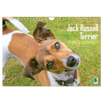 Jack Russell Terrier: flink und verspielt (Wandkalender 2027 DIN A4 quer), CALVENDO Monatskalender