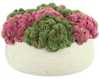 Creative Labs Sedum Arrangement in Fiberstone Pot