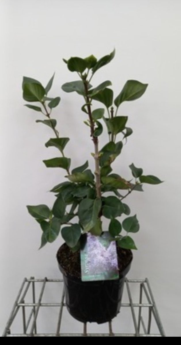 Syringa vulg. Carpe Diem Sering in pot, 50-60 cm