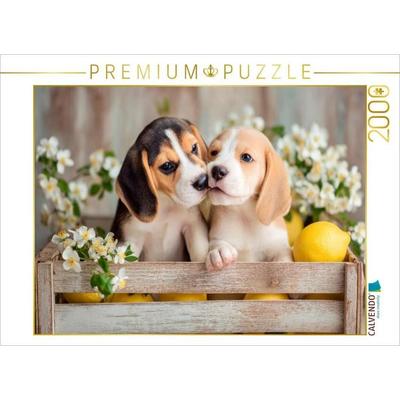 CALVENDO Puzzle Beagles - Ein Küsschen für dich | 2000 Teile Lege-Größe 90 × 67 cm Foto-Puzzle für glückliche Stunden, von , Calvendo Puzzle